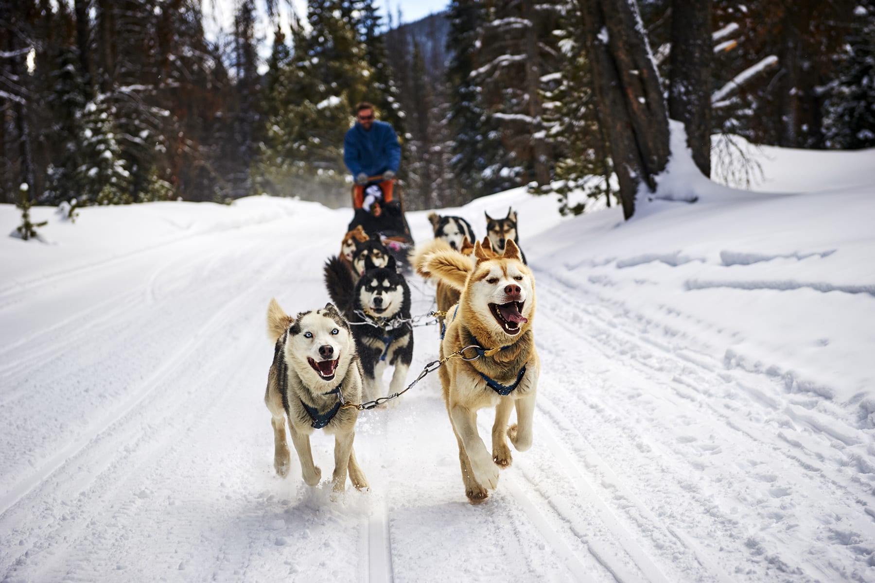 dog sled through snowy colorado backcountry