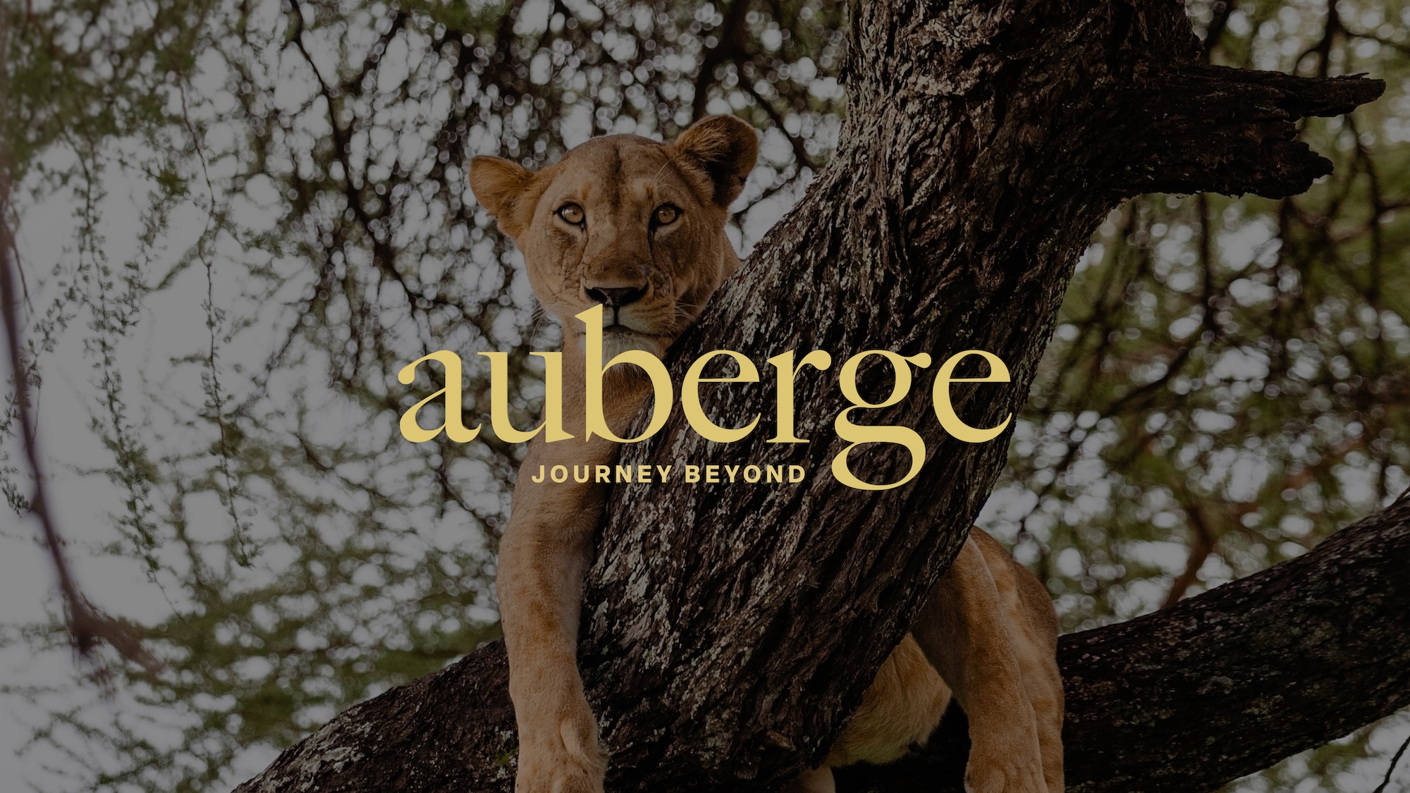 AUBERGE　award 44 Journal | Auberge Magazine | Auberge Collection
