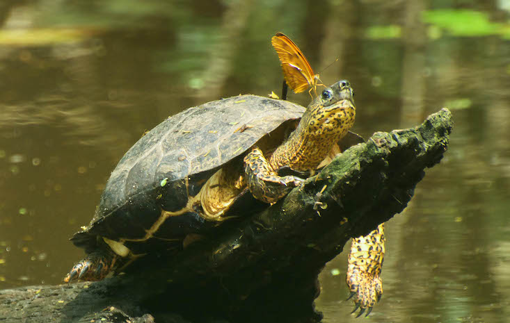 Explore Experiences at Hacienda AltaGracia Resort in Costa Rica