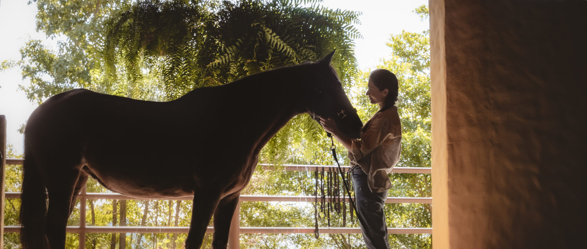 Equine Therapy