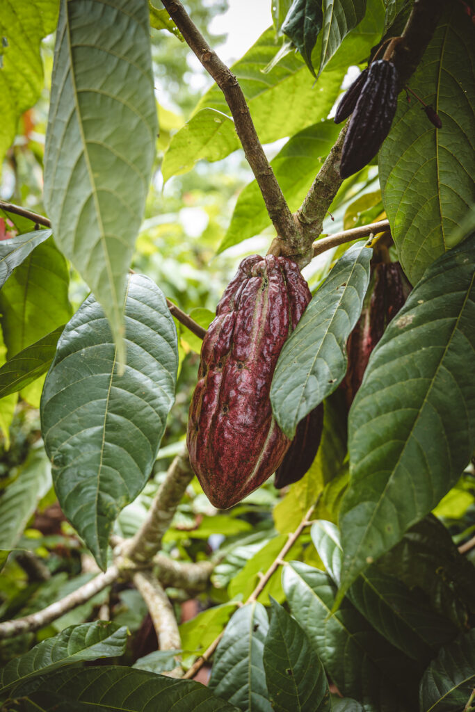 Up-close view of a cacao bean outside on a tree
