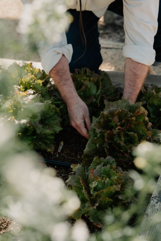 Chef Anthony Stagnaro harvesting vegetables