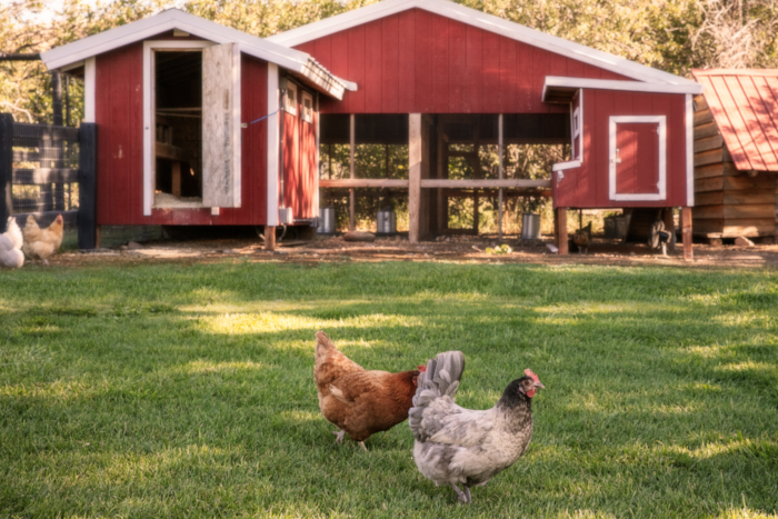 Gracie's Farm | The Lodge at Blue Sky