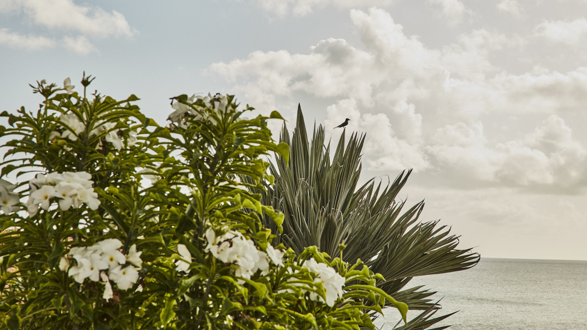 https://dreffui1gbt6t.cloudfront.net/images/mal/mal-gal-resort-bird-plant-land.jpg