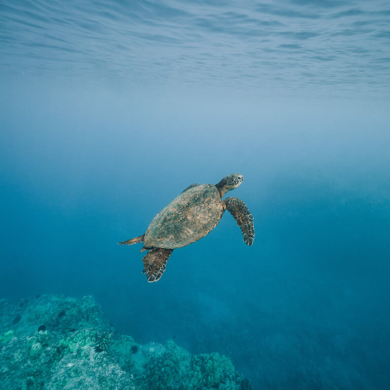 Snorkeling | Ocean Sports at Mauna Lani, Hawaii