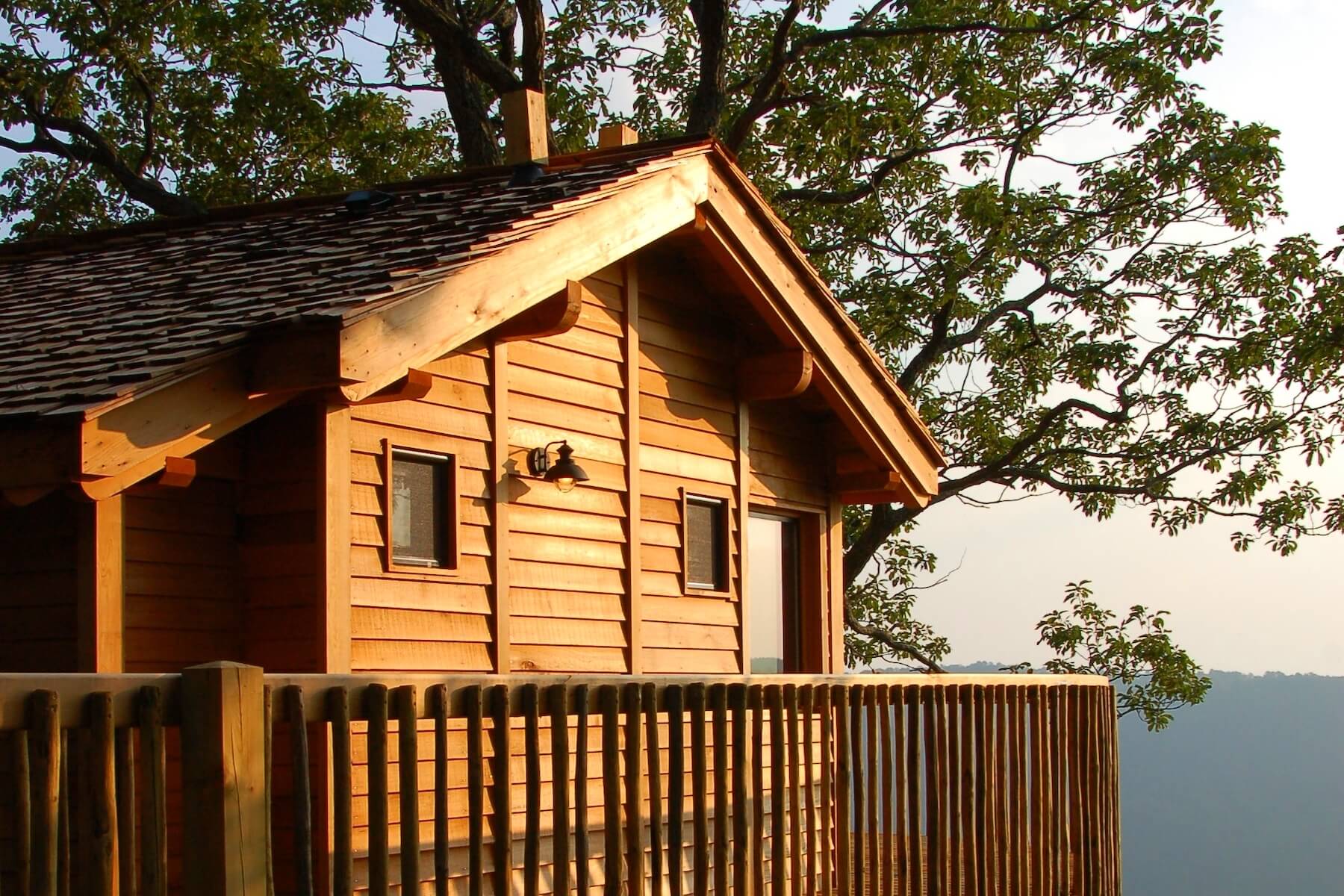 Cooper's Hawk Primland