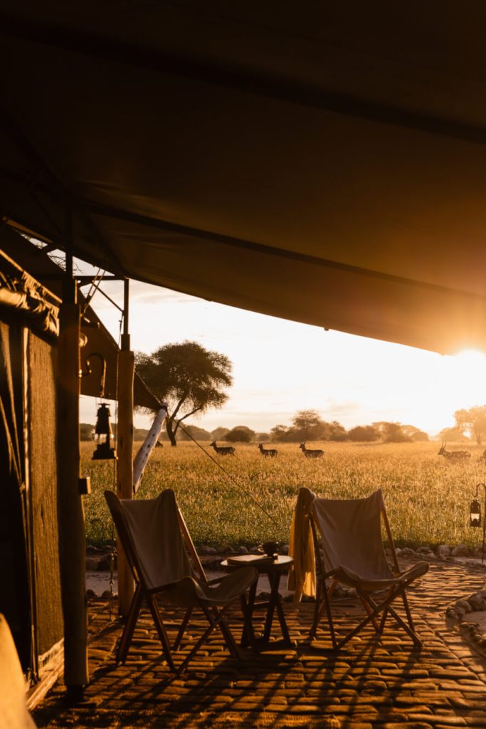 animals by accommodation