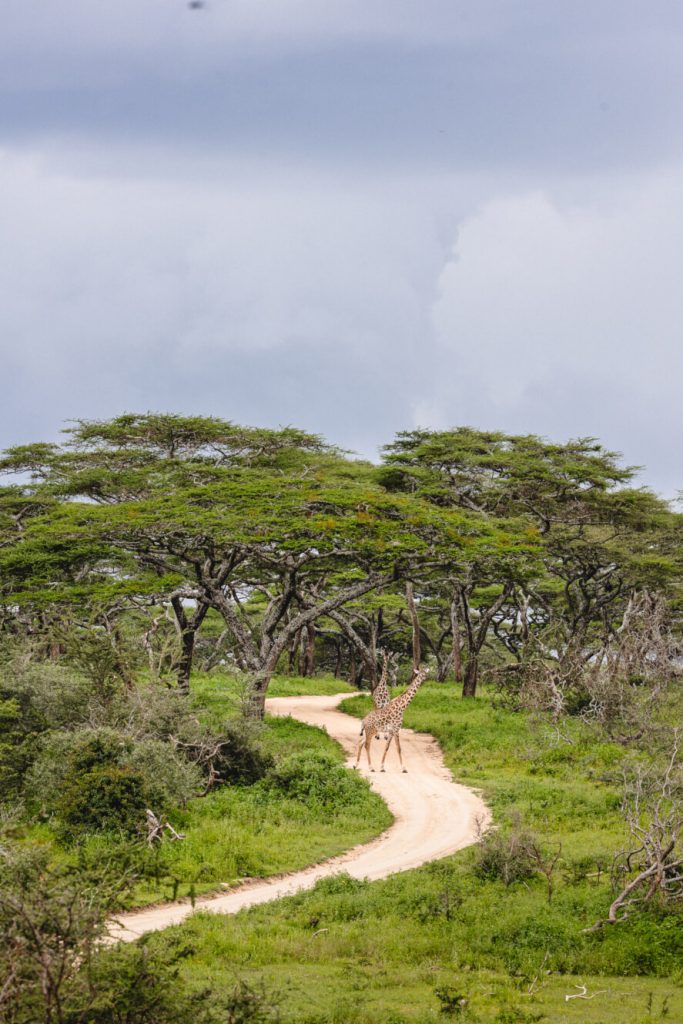 Giraffe by a tree in Tanzania