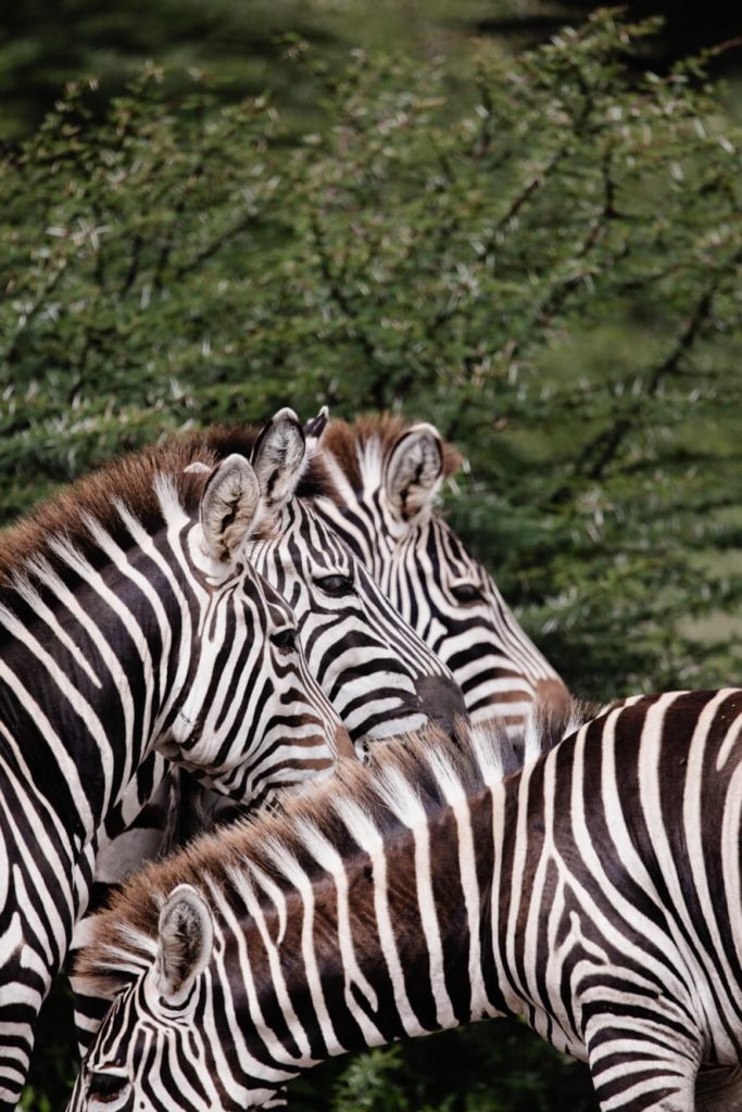 zebras