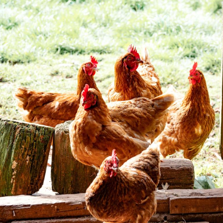 Feed the Animals Daily Ritual Wildflower Farms