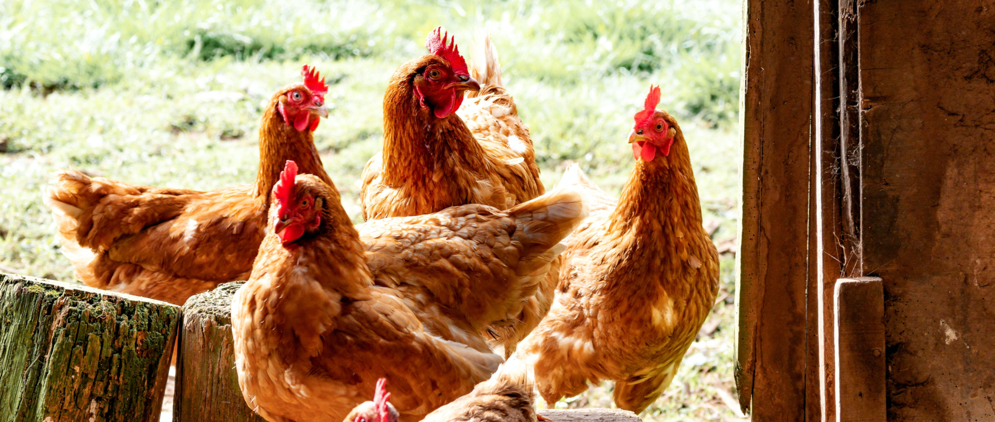 Feed the Animals Daily Ritual Wildflower Farms