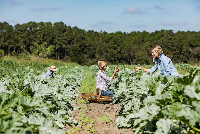 Home - Wildflower Farms